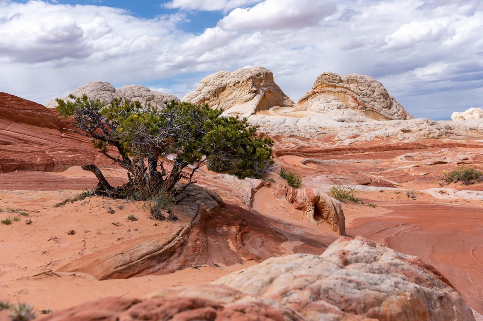 a small pinyon pine grows in red sand with a large swirling white, yellow, and red Navajo sandstone formation in the background