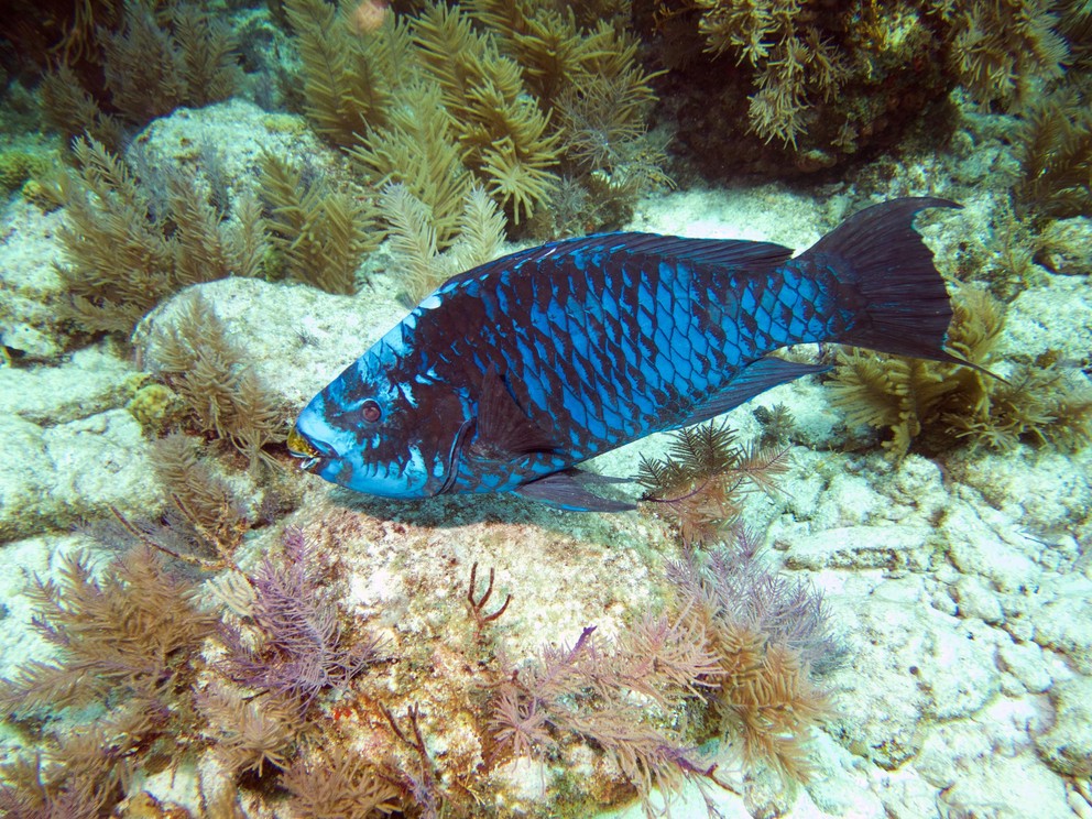 the black and blue scales of a midnight parrotfish stand out against the soft corals as it swims along