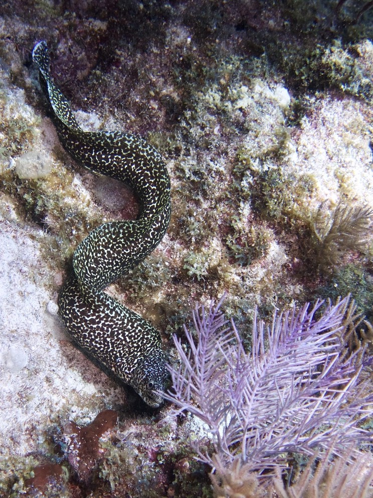 a spotted moray eel swims freely along a coral reef