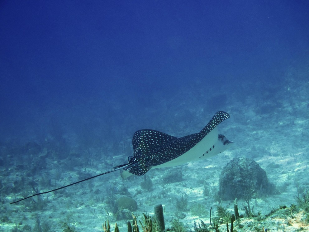 a spotted eagle ray flies across the sea floor