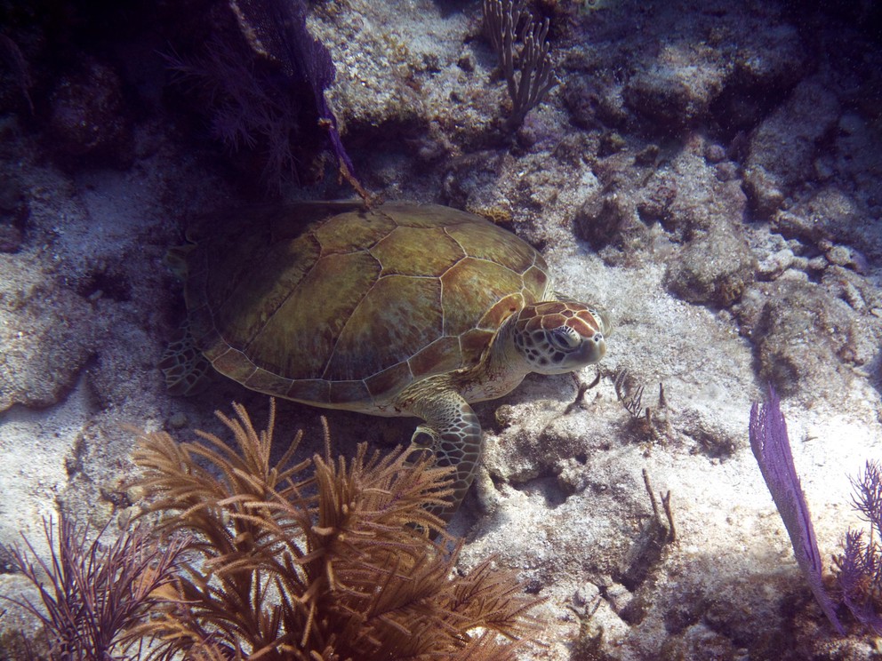a green sea turtle waits beneath a coral outcropping
