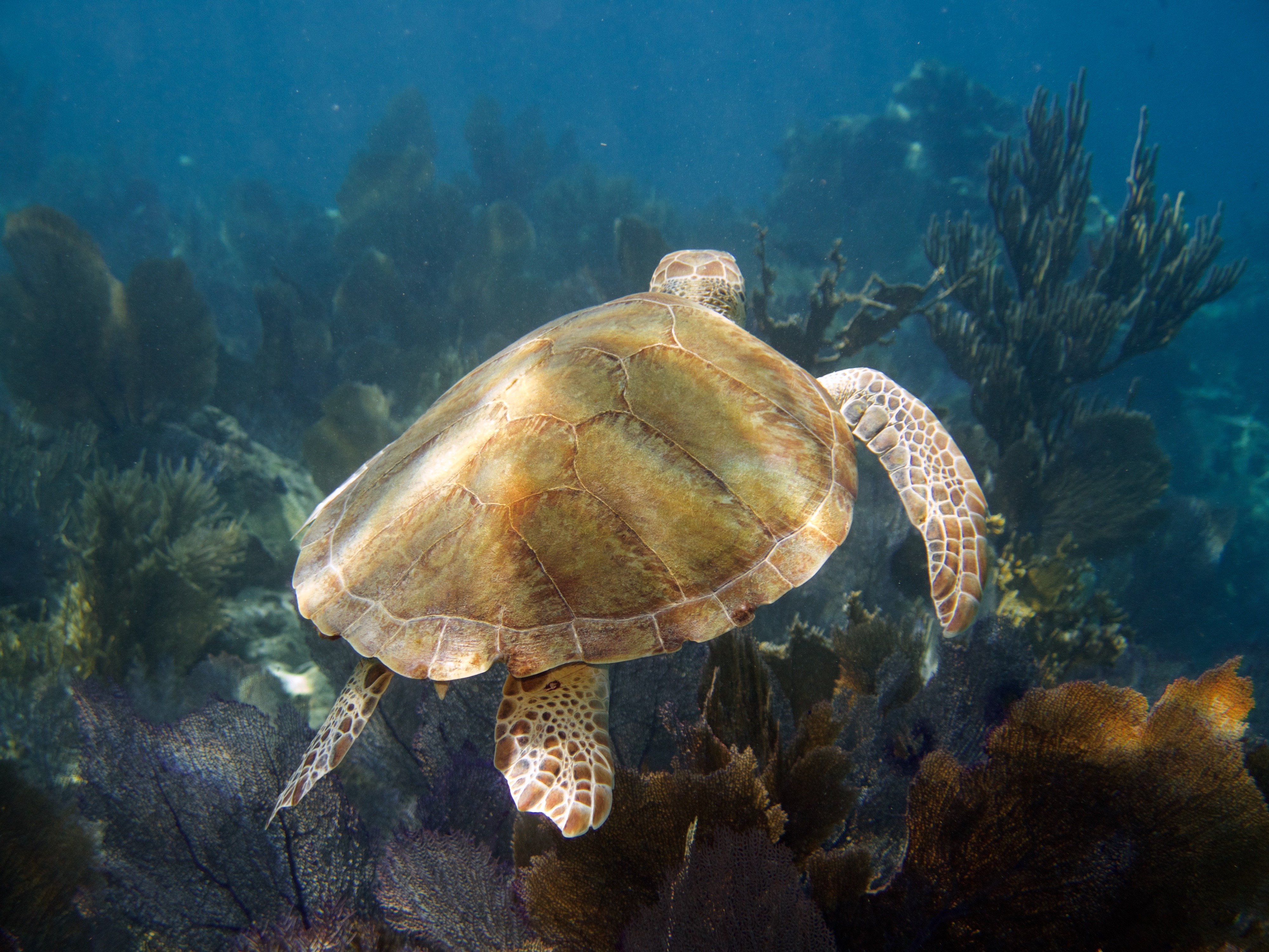 light dances off the shell and flippers of a green turtle as it swims into the blue green water over soft coral