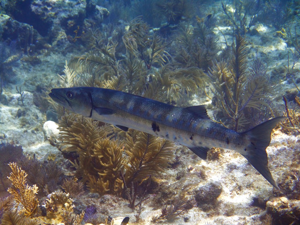 a large barracuda remains motionless near some soft coral along the sea floor