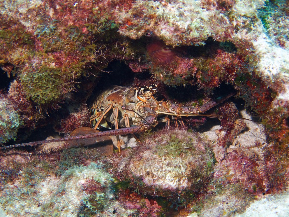 a spiny lobster pokes his head out from under a rock