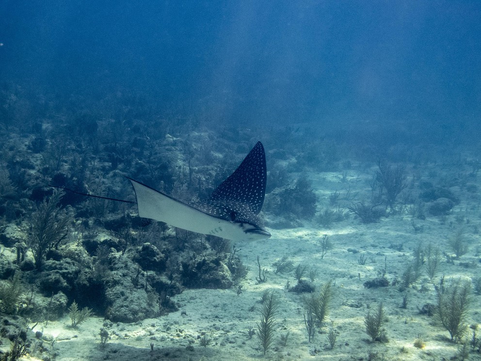 a spotted eagle ray flies across the sea floor