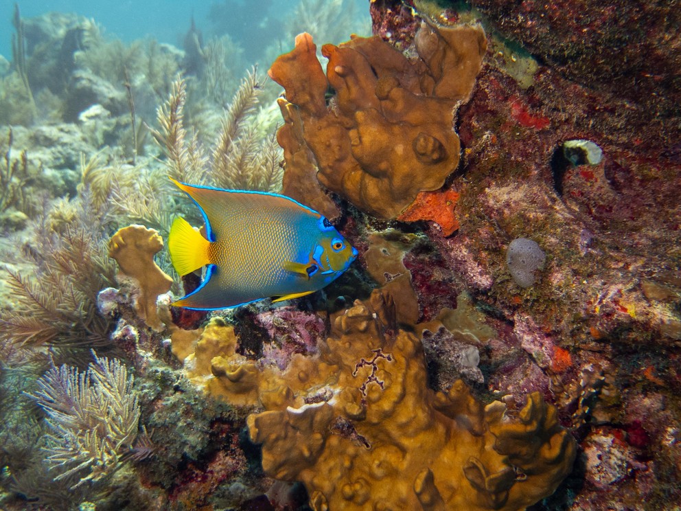 a queen angelfish investigates some coral