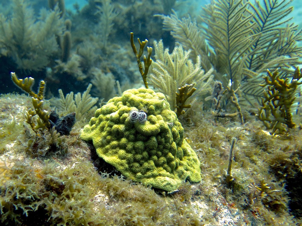 white and brown Christmas tree worms reach out from a bright yellow mustard hill coral
