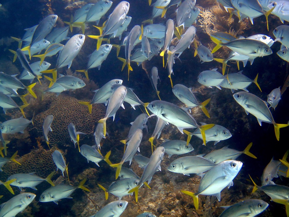 a school of yellowtail crevalle jacks swim chaotically around brain coral