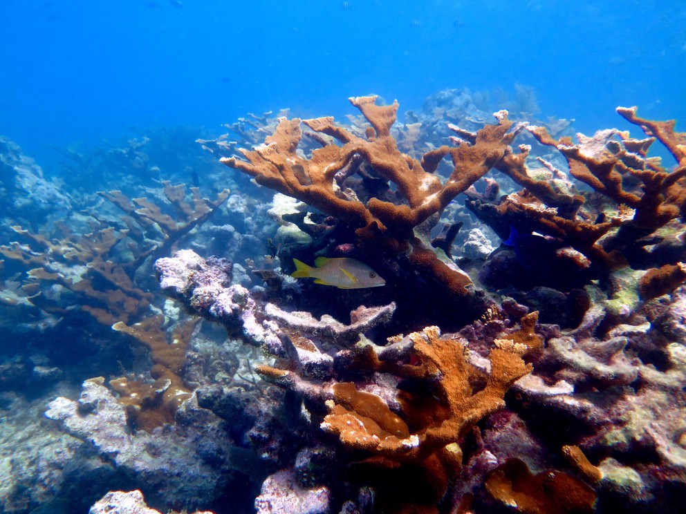 a single fish hides from the sun under orange and white elkhorn coral