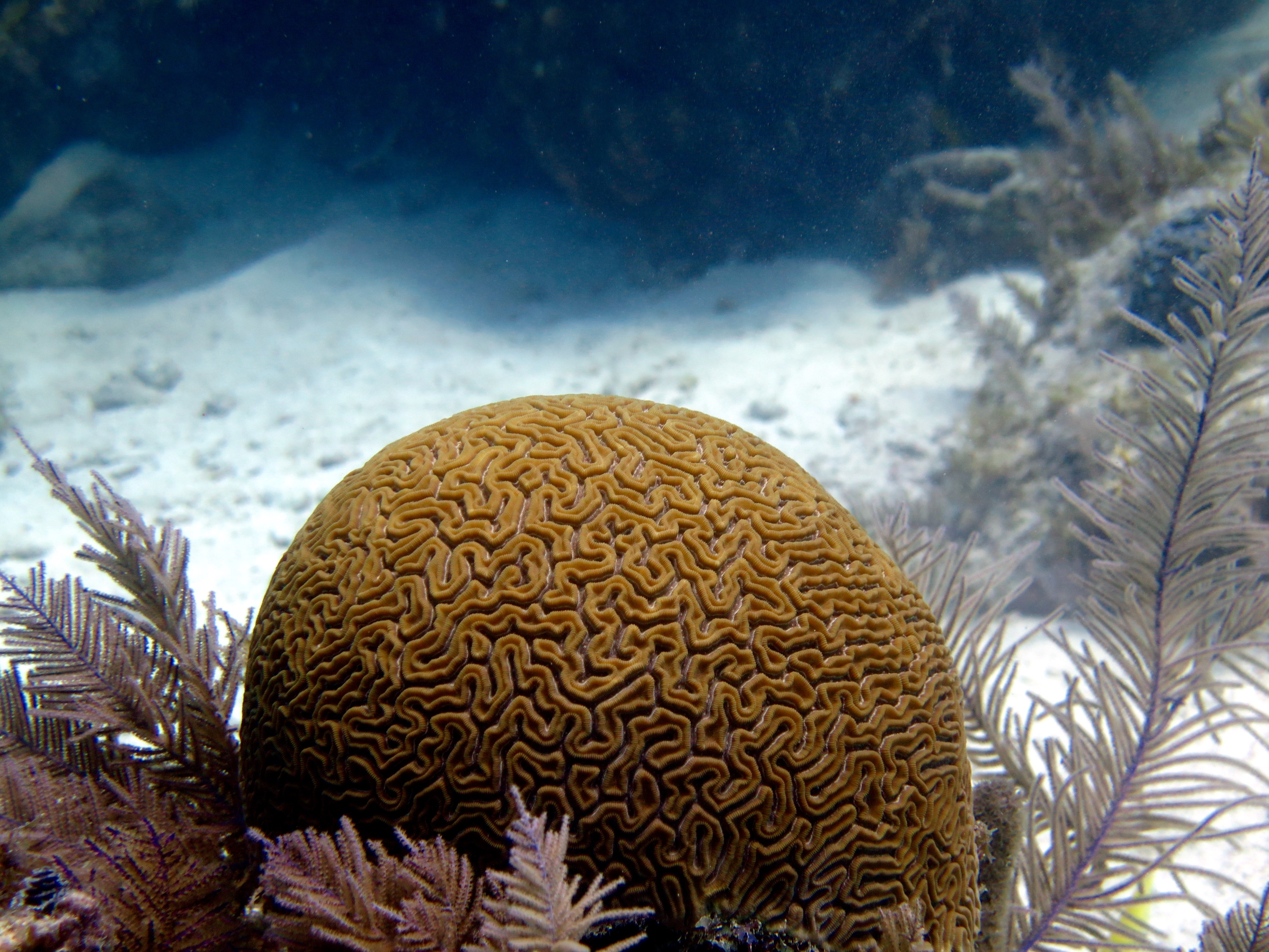 Brain Coral