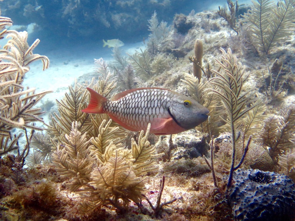 a stoplight parrotfish swimsh through soft coral on the sea floor