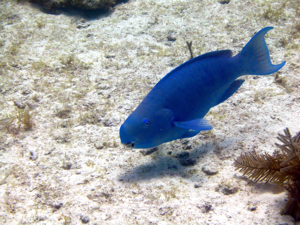 a blue parrotfish swims along the sandy bottom