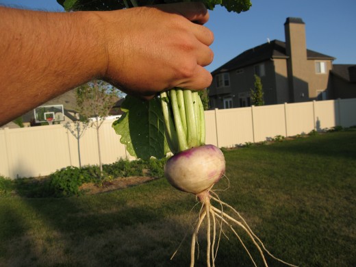 Turnip One