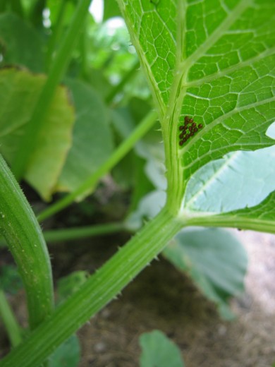 Squash Bug Eggs