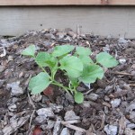 Armenian Cucumbers