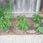 Peppers and Eggplant