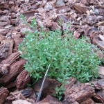 German Thyme