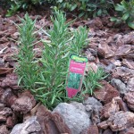 Rosemary