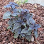 Purple Basil