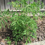 Cherokee Purple Tomato