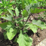 Japanese Eggplant