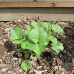 Armenian Cucumber