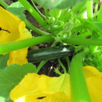 First Zucchini