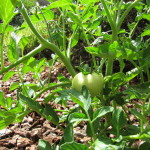 First Tomato