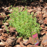 German Thyme