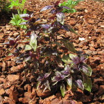 Purple Basil