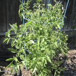 Cherokee Purple Tomato