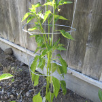 Poblano Pepper