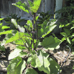 Japanese Eggplant