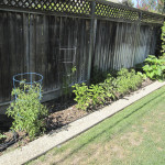 Backyard Garden