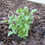 Cilantro