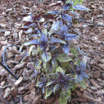 Purple Basil