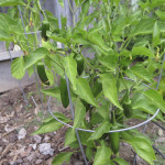 Jalapeños