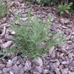 Rosemary