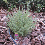 Thyme