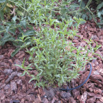 Tarragon