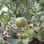 Front-yard Tomato
