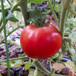 Hybrid Tomato