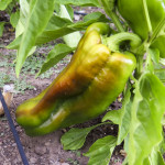 Red Bell Pepper