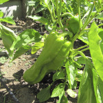 Bell Peppers