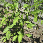 Jalapeños