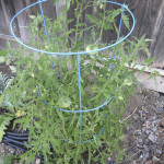 Cherokee Purple Tomato