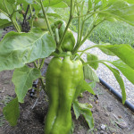 Giant Bell Pepper