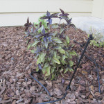 Purple Basil