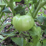 Front-Yard Tomato