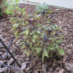 Purple Basil